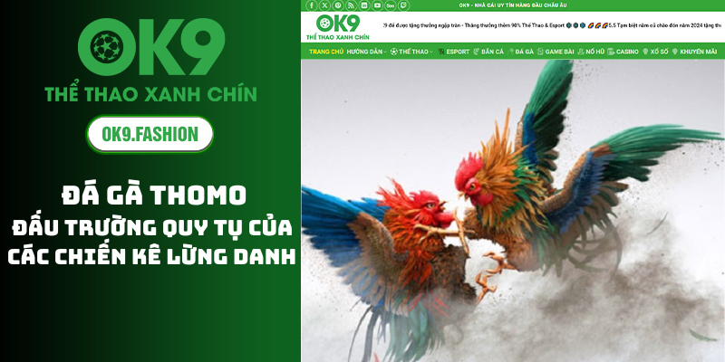 Đá Gà Thomo - Đấu Trường Quy Tụ Của Các Chiến Kê Lừng Danh 1 Đá Gà Thomo