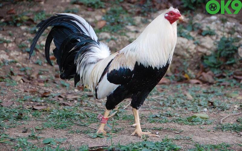 OK9 - Trực Tiếp Đá Gà Mộc Bài Đẳng Cấp Và Chất Lượng 5 Các dòng gà thi đấu phổ biến nhất