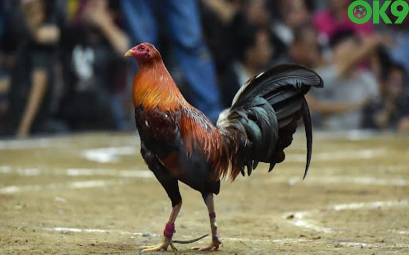 OK9 - Trực Tiếp Đá Gà Mộc Bài Đẳng Cấp Và Chất Lượng 3 Link trực tiếp số lượng lớn