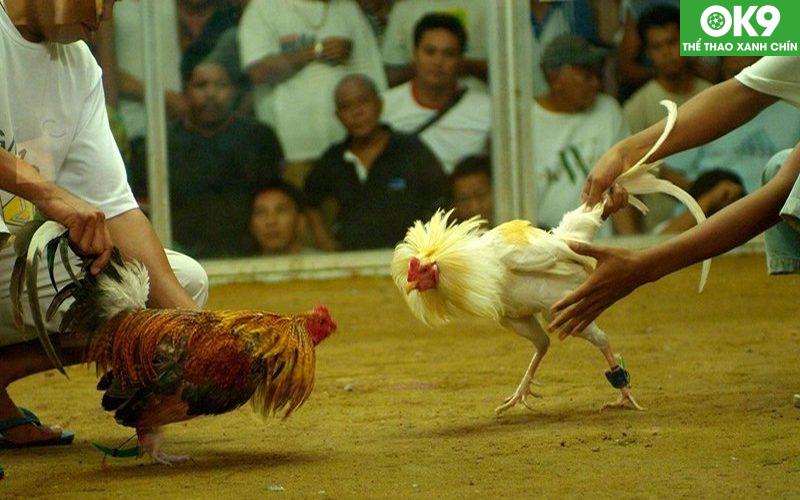 Đá Gà Thomo - Đấu Trường Quy Tụ Của Các Chiến Kê Lừng Danh 4 Cá cược đá gà Thomo mọi thông tin được bảo mật tuyệt đối