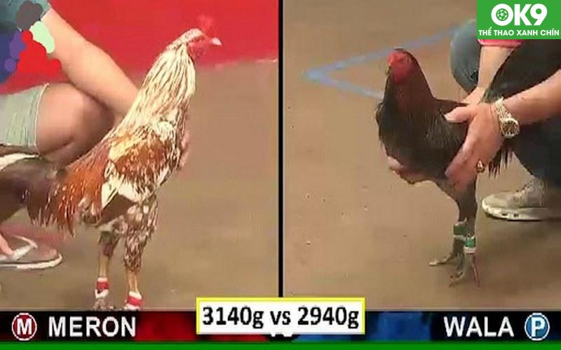 Đá Gà Thomo - Đấu Trường Quy Tụ Của Các Chiến Kê Lừng Danh 5 Thông tin về đá gà luôn được cập nhật mới nhất