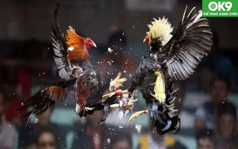 Đá Gà Thomo - Đấu Trường Quy Tụ Của Các Chiến Kê Lừng Danh 3 Hãy tìm hiểu kỹ về luật chơi đá gà trước khi tham gia