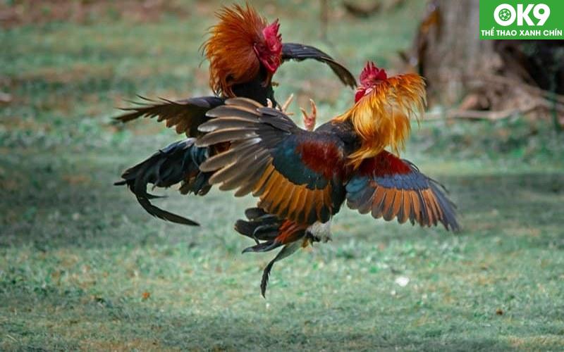 Đá Gà Thomo - Đấu Trường Quy Tụ Của Các Chiến Kê Lừng Danh 2 Đá gà Thomo là hình thức giải trí hợp pháp tại Campuchia