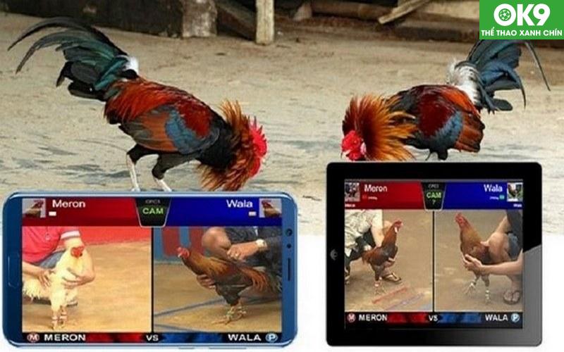 Đá Gà Thomo - Đấu Trường Quy Tụ Của Các Chiến Kê Lừng Danh 6 OK9 - Địa chỉ đá gà Thomo uy tín và đảm bảo chất lượng