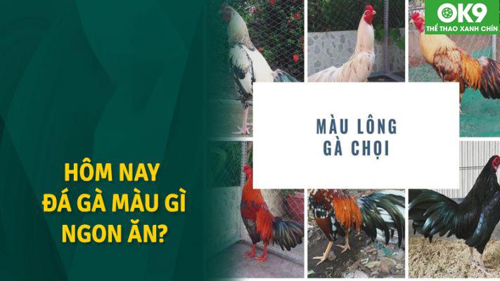 Xem Màu Mạng Gà Đá: Bí Quyết Chọn Gà Hợp Mệnh 5 Xem màu mạng gà đá dựa theo năm sinh của người nuôi