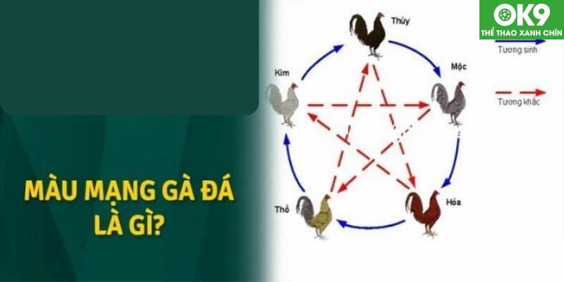 Xem Màu Mạng Gà Đá: Bí Quyết Chọn Gà Hợp Mệnh 2 Màu mạng gà đá được hiểu là màu tương sinh với mệnh của gà và hợp với người nuôi