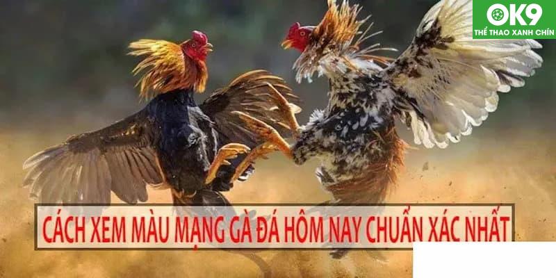 Xem Màu Mạng Gà Đá: Bí Quyết Chọn Gà Hợp Mệnh 6 Ứng dụng xem màu mạng gà đá để chọn gà hợp mệnh, tăng cơ hội chiến thắng