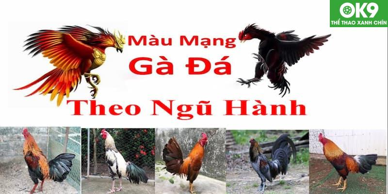 Xem Màu Mạng Gà Đá: Bí Quyết Chọn Gà Hợp Mệnh 3 Xem màu mạng gà đá để chọn ngày giờ của trận đấu sao cho phù hợp